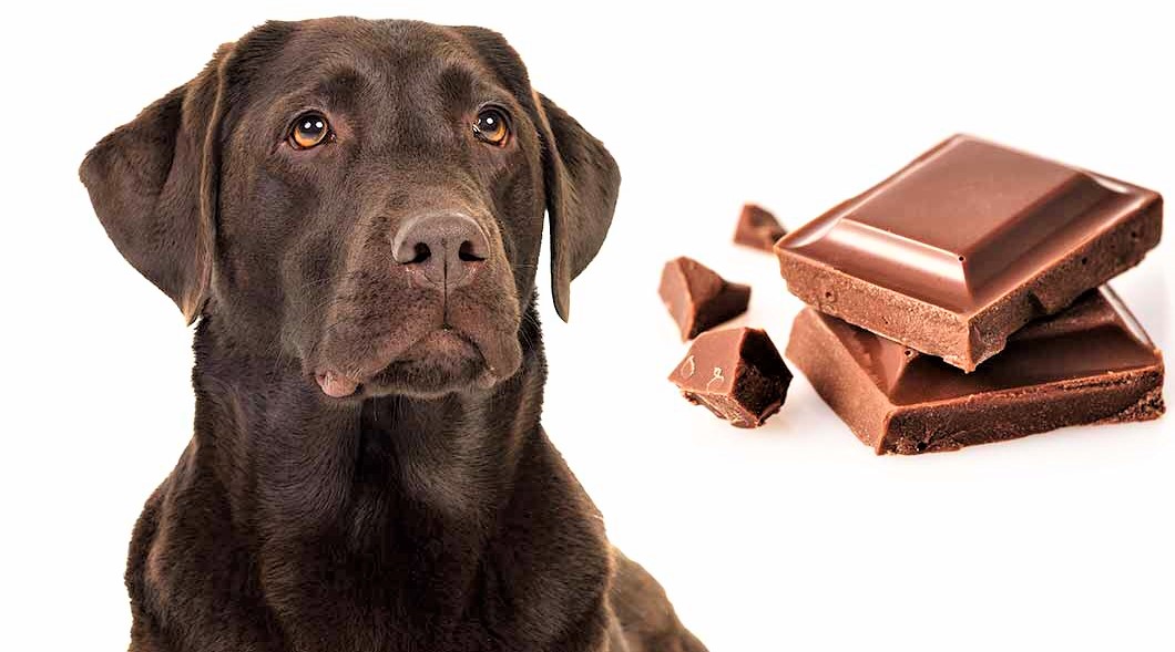 Köpeğiniz Çikolata Yiyorsa