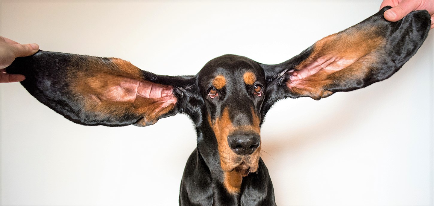 Köpekler Neden Kulaklarını Geri Koyar