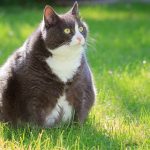 Kedi Obezitesi ve Nedenleri