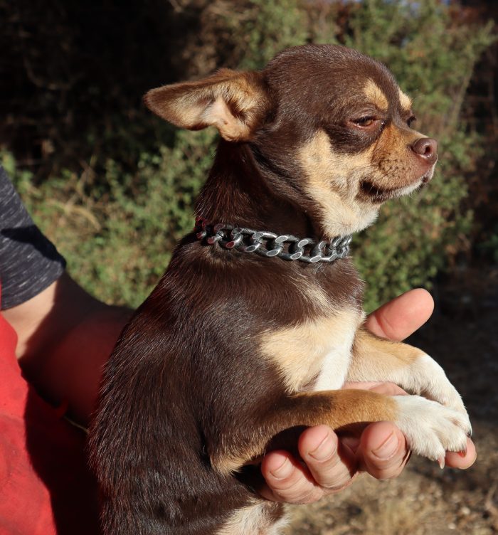 Çok özel Chihuahua Yetişkin Erkek